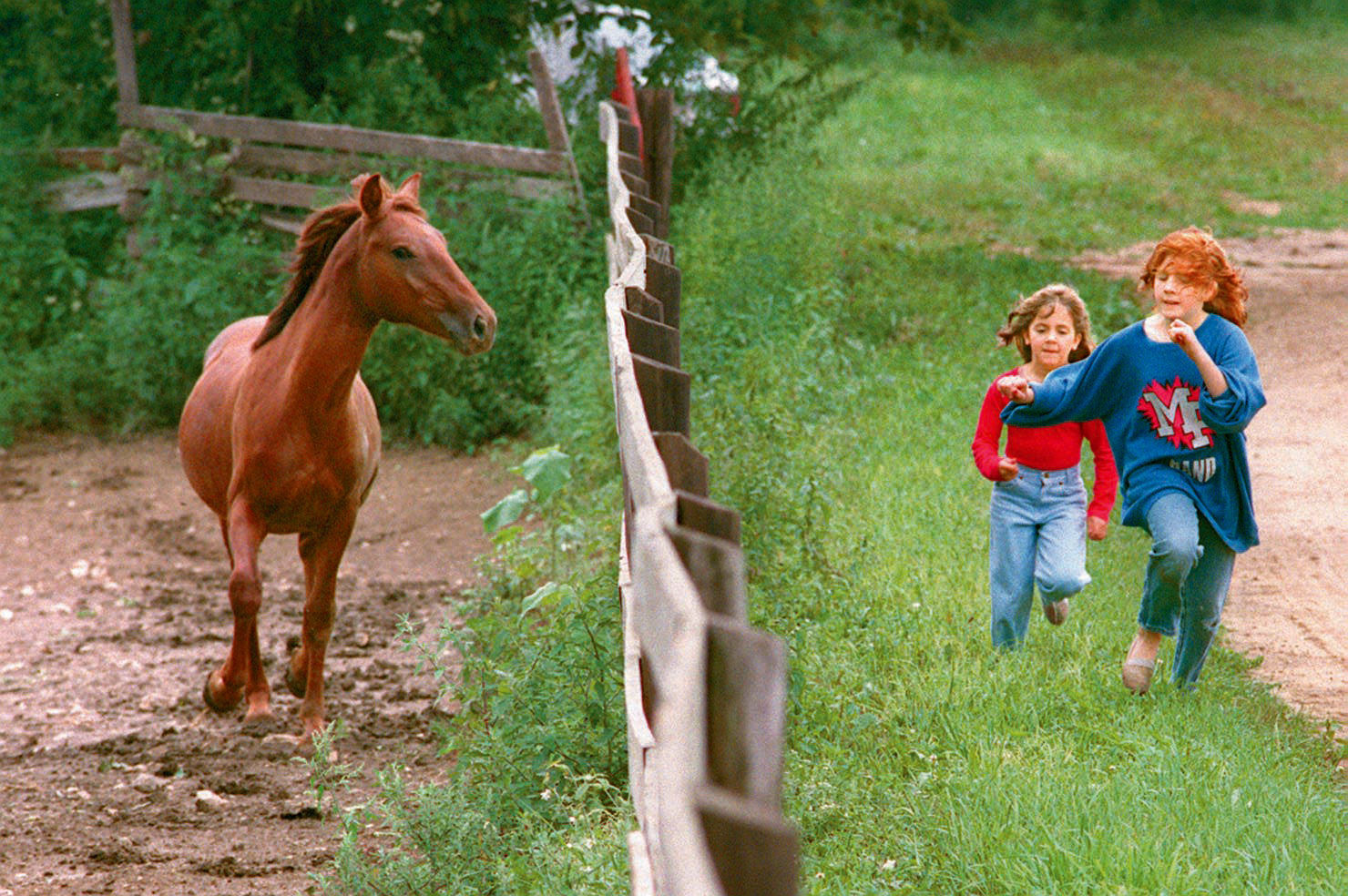 Dakota the mustang